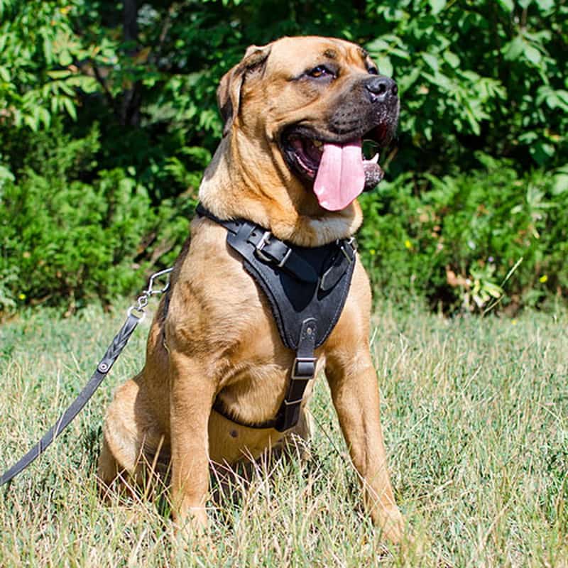 Черная шлейка из кожи с ручкой для кане-корсо «Working Dog»